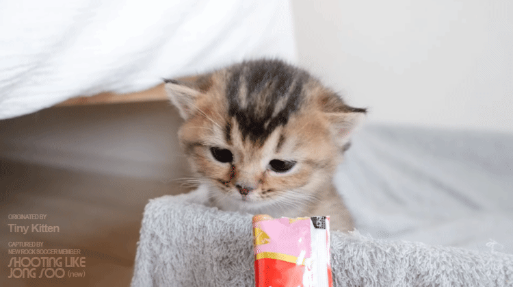 냥생 처음 츄르를 접한 아기 고양이 | 인스티즈