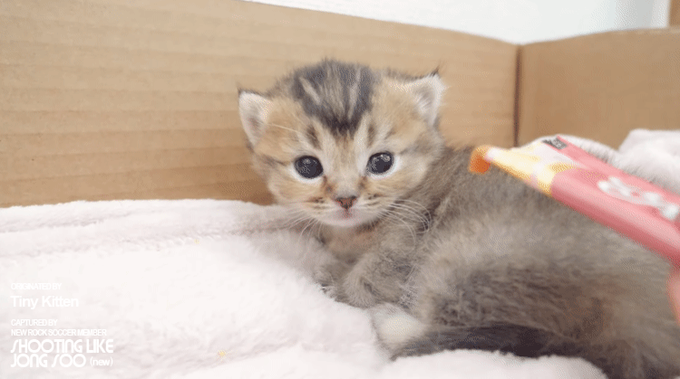 냥생 처음 츄르를 접한 아기 고양이 | 인스티즈
