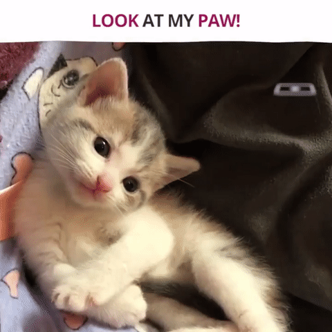 발바닥 자랑하는 고양이 | 인스티즈