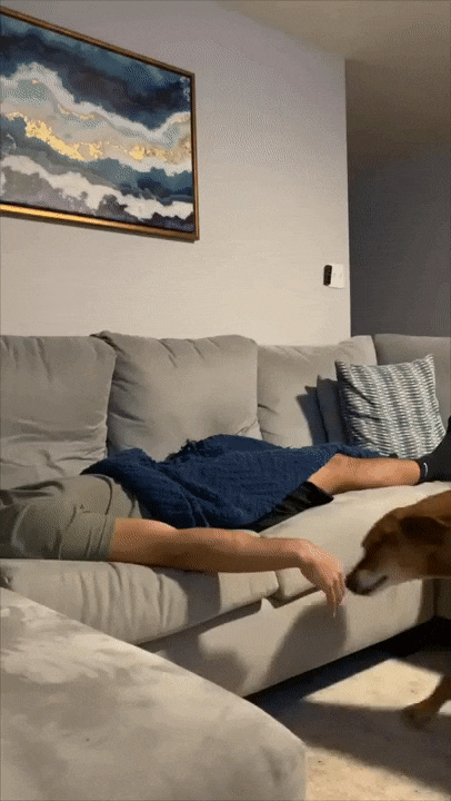 주인이 자는 동안 댕댕이가 몰래 하는 행동.gif | 인스티즈