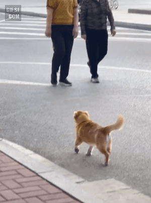 스텝밟는 댕댕이 | 인스티즈