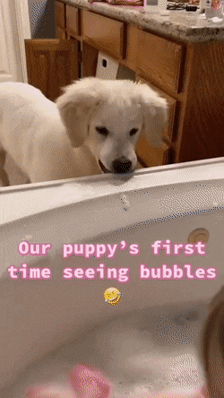 거품을 난생처음 본 댕댕이의 반응.gif | 인스티즈