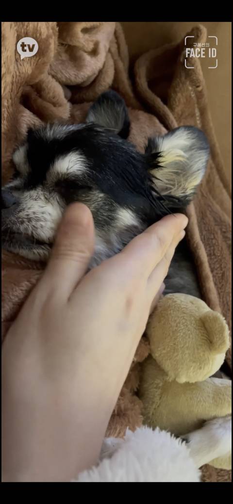 [페이스아이디] 순대가 하늘에서 구름밟고 떨어졌으면 좋겠어 다시 키우게 .. (별이 된 구혜선 반려견) | 인스티즈