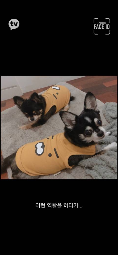 [페이스아이디] 순대가 하늘에서 구름밟고 떨어졌으면 좋겠어 다시 키우게 .. (별이 된 구혜선 반려견) | 인스티즈