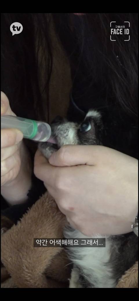 [페이스아이디] 순대가 하늘에서 구름밟고 떨어졌으면 좋겠어 다시 키우게 .. (별이 된 구혜선 반려견) | 인스티즈
