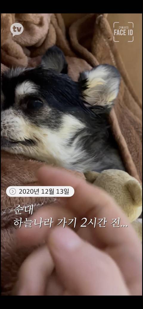 [페이스아이디] 순대가 하늘에서 구름밟고 떨어졌으면 좋겠어 다시 키우게 .. (별이 된 구혜선 반려견) | 인스티즈