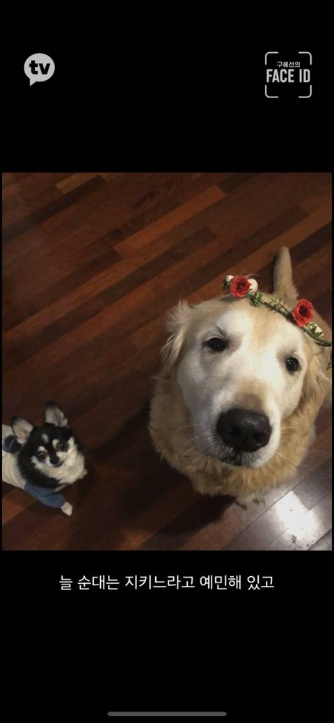 [페이스아이디] 순대가 하늘에서 구름밟고 떨어졌으면 좋겠어 다시 키우게 .. (별이 된 구혜선 반려견) | 인스티즈
