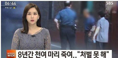 고양이 천마리 죽였다는 기사를 조심해야 하는 이유 | 인스티즈