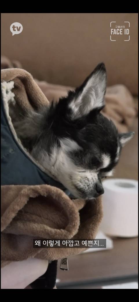 [페이스아이디] 순대가 하늘에서 구름밟고 떨어졌으면 좋겠어 다시 키우게 .. (별이 된 구혜선 반려견) | 인스티즈