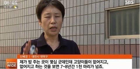 고양이 천마리 죽였다는 기사를 조심해야 하는 이유 | 인스티즈