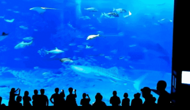 수족관에서 유리에 돌진해서 죽은 물고기 | 인스티즈