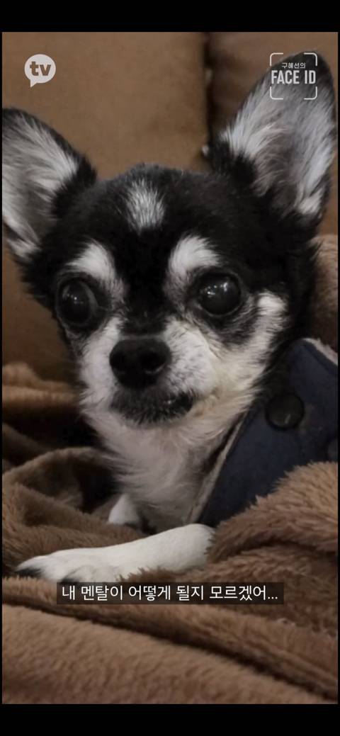 [페이스아이디] 순대가 하늘에서 구름밟고 떨어졌으면 좋겠어 다시 키우게 .. (별이 된 구혜선 반려견) | 인스티즈
