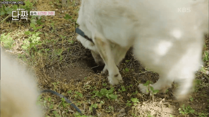 개들이 땅을 파는 이유...GIF | 인스티즈