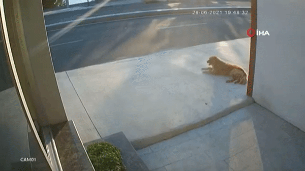 혐) 개 목줄이 필수인 이유.gif | 인스티즈