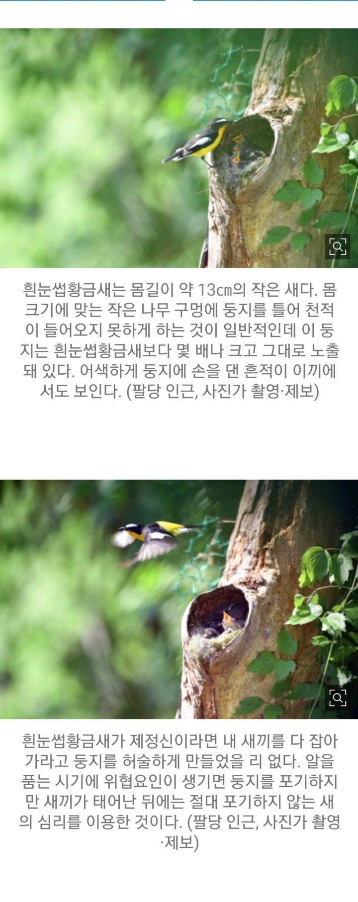 새둥지가 훤히 드러난 사진을 보면 의심부터 해야하는 이유 | 인스티즈