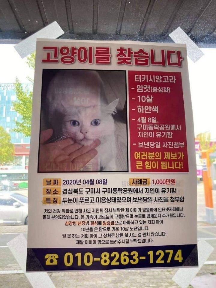 구미 사례금 1000만원 고양이 | 인스티즈