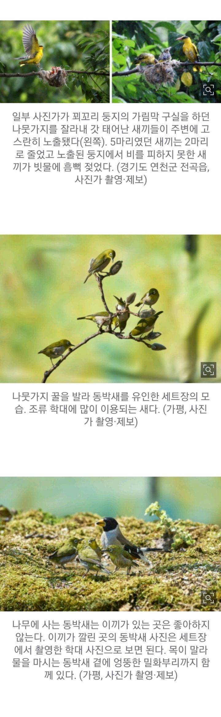 새둥지가 훤히 드러난 사진을 보면 의심부터 해야하는 이유 | 인스티즈