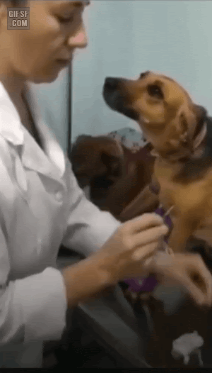 댕댕이 주사놓기 | 인스티즈