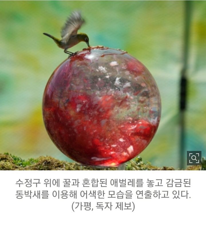 새둥지가 훤히 드러난 사진을 보면 의심부터 해야하는 이유 | 인스티즈