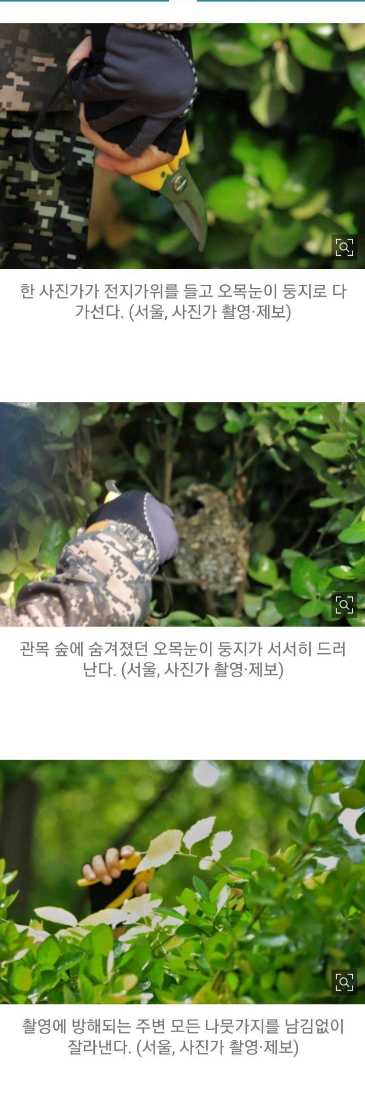 새둥지가 훤히 드러난 사진을 보면 의심부터 해야하는 이유 | 인스티즈