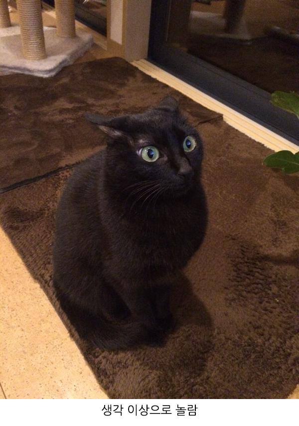 고양이한테 사자 영상을 보여줬더니.jpg | 인스티즈