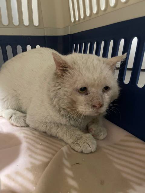 펫샵에서 사서 아기고양이때만 즐기는 쓰레기가족에게 성묘되니 버림받은"보석이",2년동안의길생활/ 구조했습니다 🙏 (전국입양) | 인스티즈