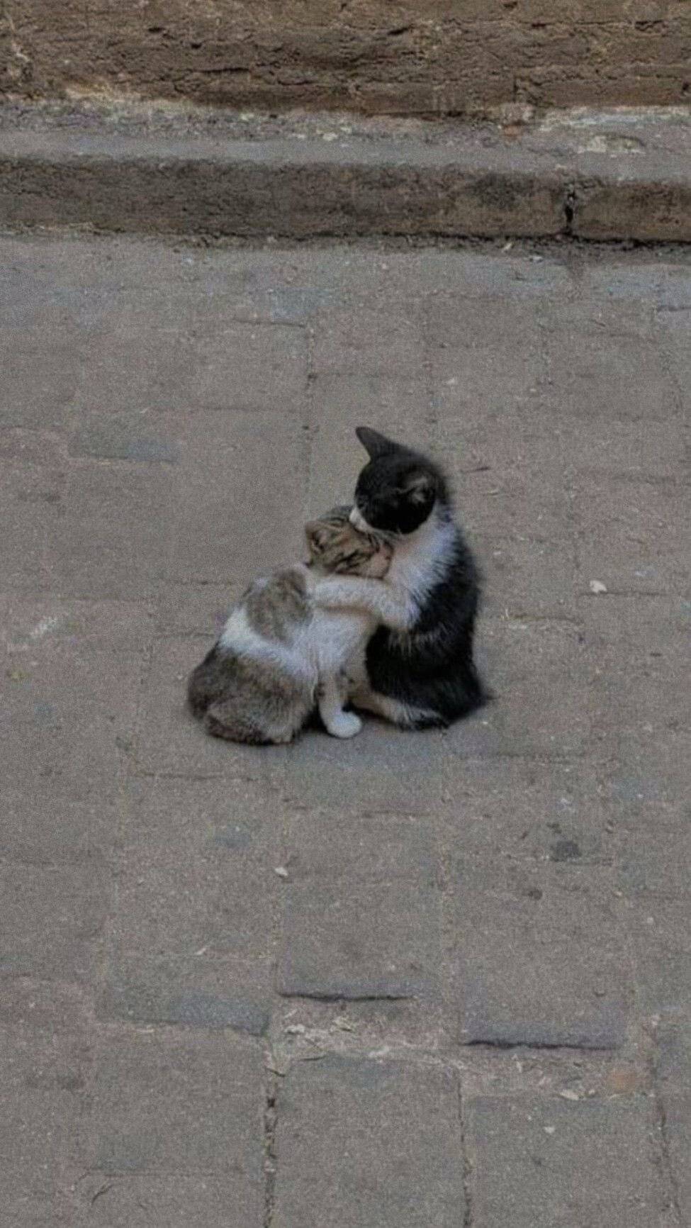 아깽이가 아깽이를 안음 | 인스티즈