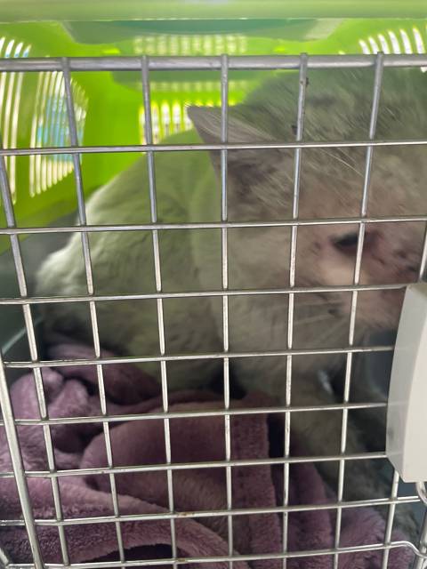 펫샵에서 사서 아기고양이때만 즐기는 쓰레기가족에게 성묘되니 버림받은"보석이",2년동안의길생활/ 구조했습니다 🙏 (전국입양) | 인스티즈