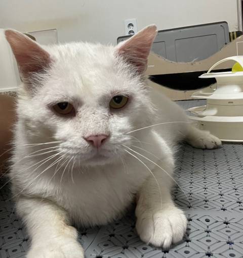 펫샵에서 사서 아기고양이때만 즐기는 쓰레기가족에게 성묘되니 버림받은"보석이",2년동안의길생활/ 구조했습니다 🙏 (전국입양) | 인스티즈