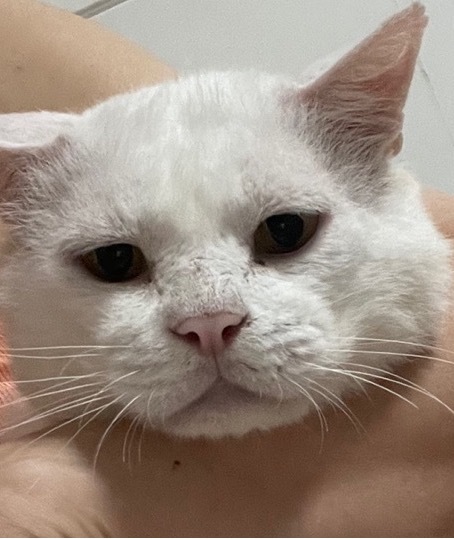 펫샵에서 사서 아기고양이때만 즐기는 쓰레기가족에게 성묘되니 버림받은"보석이",2년동안의길생활/ 구조했습니다 🙏 (전국입양) | 인스티즈