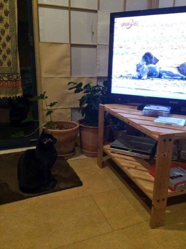 고양이한테 사자 영상을 보여줬더니.jpg | 인스티즈