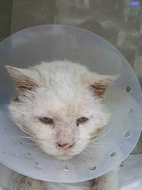 펫샵에서 사서 아기고양이때만 즐기는 쓰레기가족에게 성묘되니 버림받은"보석이",2년동안의길생활/ 구조했습니다 🙏 (전국입양) | 인스티즈