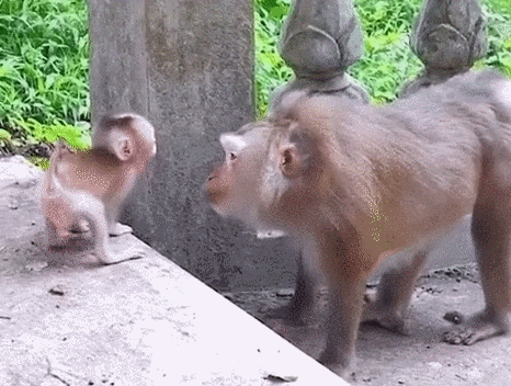 자기 새끼가 너무 예쁜 원숭이.gif | 인스티즈