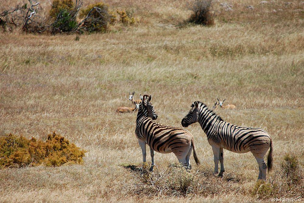 샤이니 대포가 아프리카 가서 찍어온 사진 ㄷㄷㄷ.jpg | 인스티즈