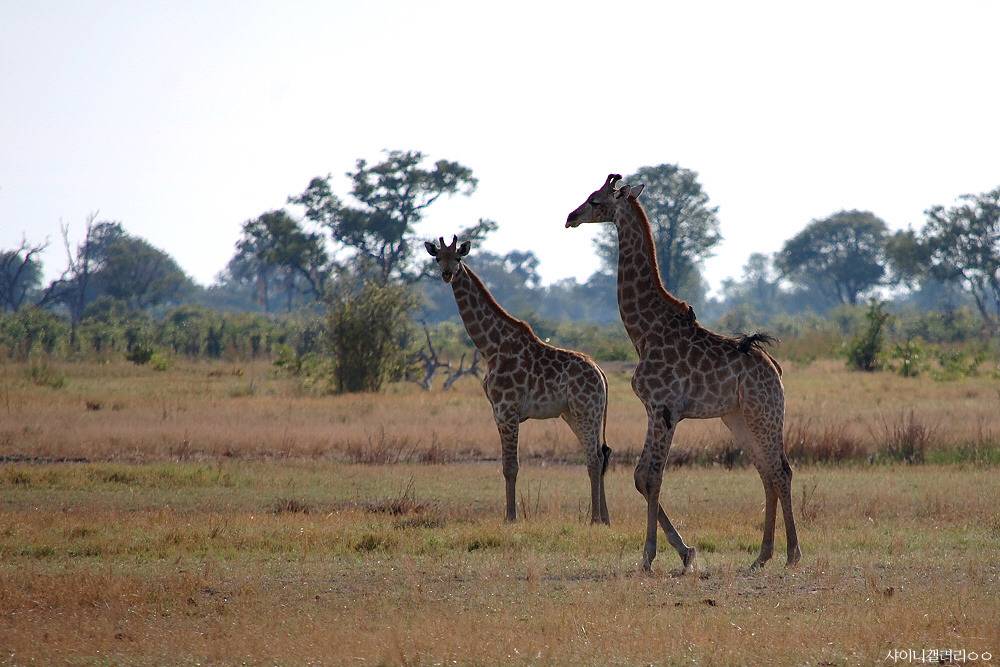 샤이니 대포가 아프리카 가서 찍어온 사진 ㄷㄷㄷ.jpg | 인스티즈