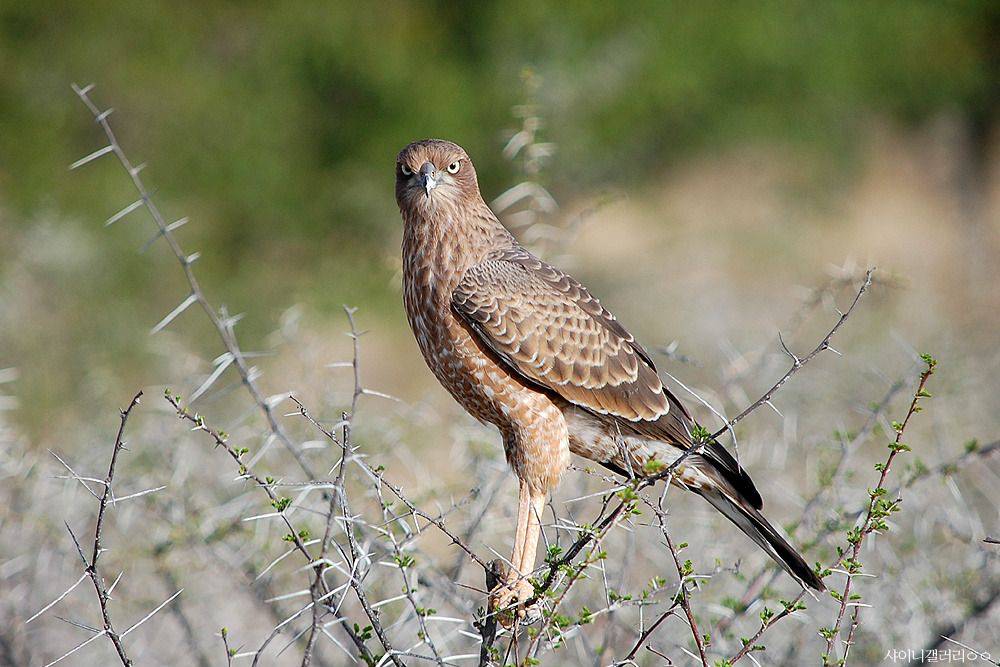 샤이니 대포가 아프리카 가서 찍어온 사진 ㄷㄷㄷ.jpg | 인스티즈