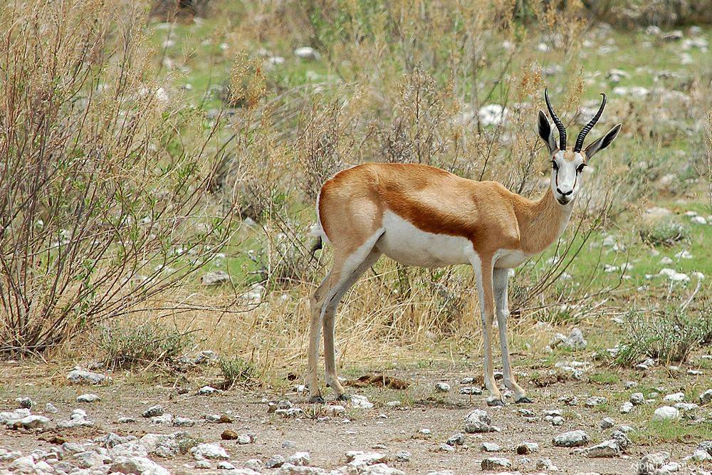 샤이니 대포가 아프리카 가서 찍어온 사진 ㄷㄷㄷ.jpg | 인스티즈