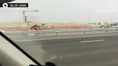 고속도로에서 낙타 놓친 주인.gif | 인스티즈