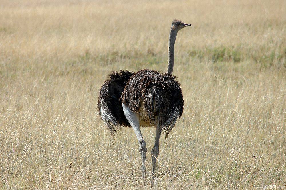 샤이니 대포가 아프리카 가서 찍어온 사진 ㄷㄷㄷ.jpg | 인스티즈