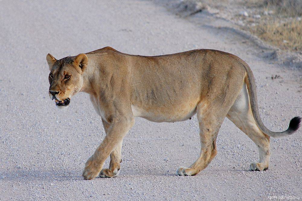 샤이니 대포가 아프리카 가서 찍어온 사진 ㄷㄷㄷ.jpg | 인스티즈