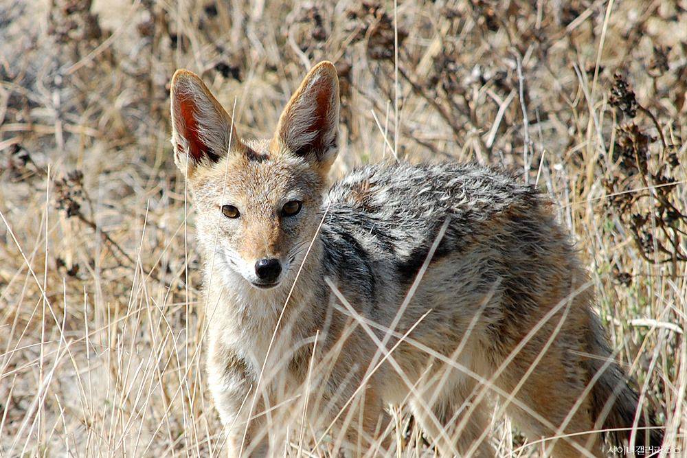 샤이니 대포가 아프리카 가서 찍어온 사진 ㄷㄷㄷ.jpg | 인스티즈