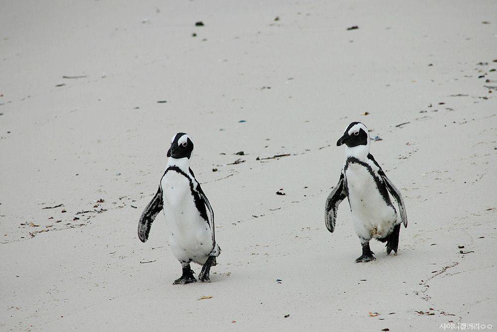 샤이니 대포가 아프리카 가서 찍어온 사진 ㄷㄷㄷ.jpg | 인스티즈