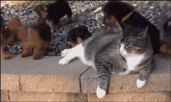 새끼 강아지들이 귀찮은 냥 | 인스티즈