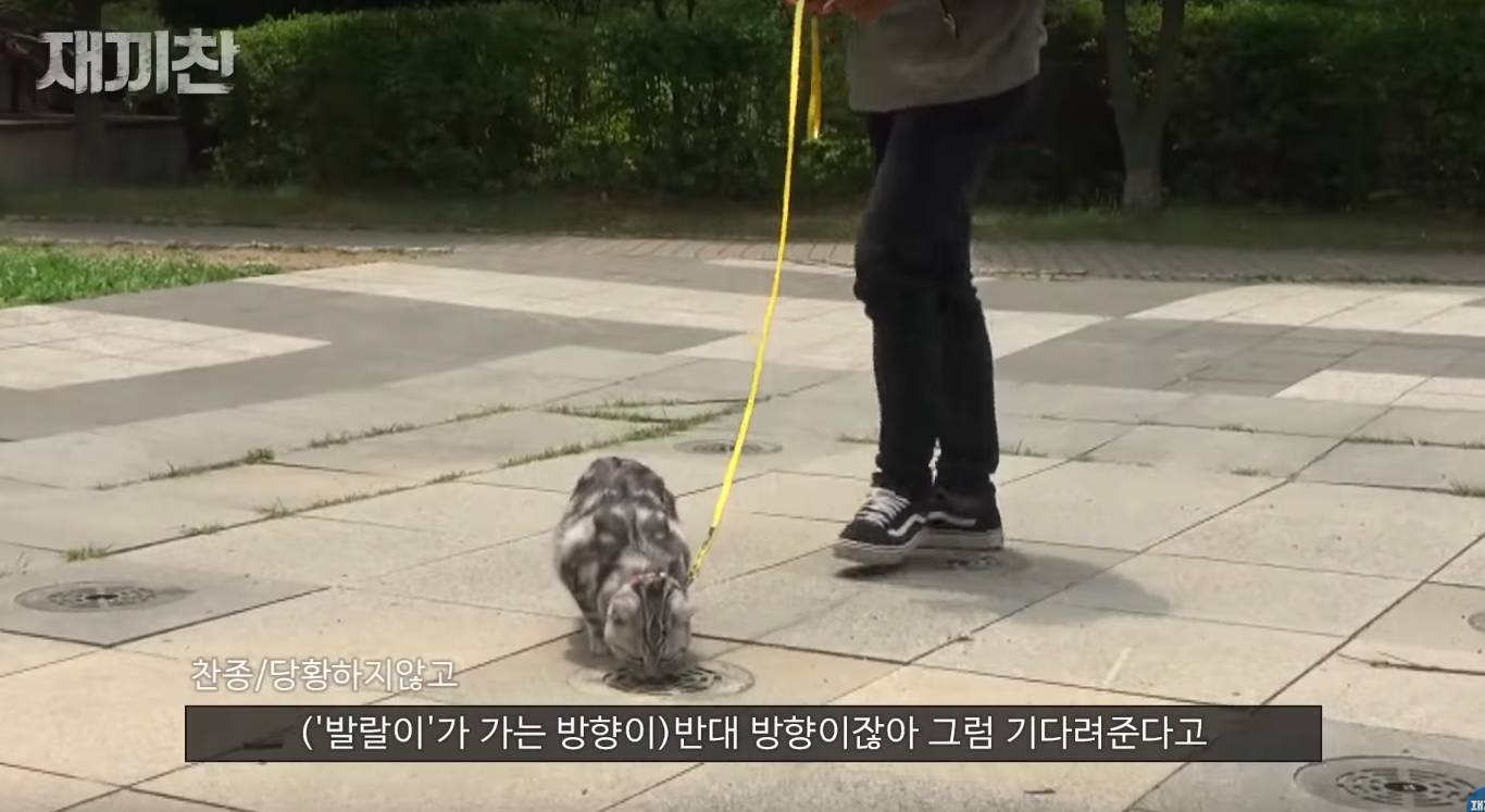 고양이 산책 시키는 강아지 훈련사 이찬종 선생님 | 인스티즈