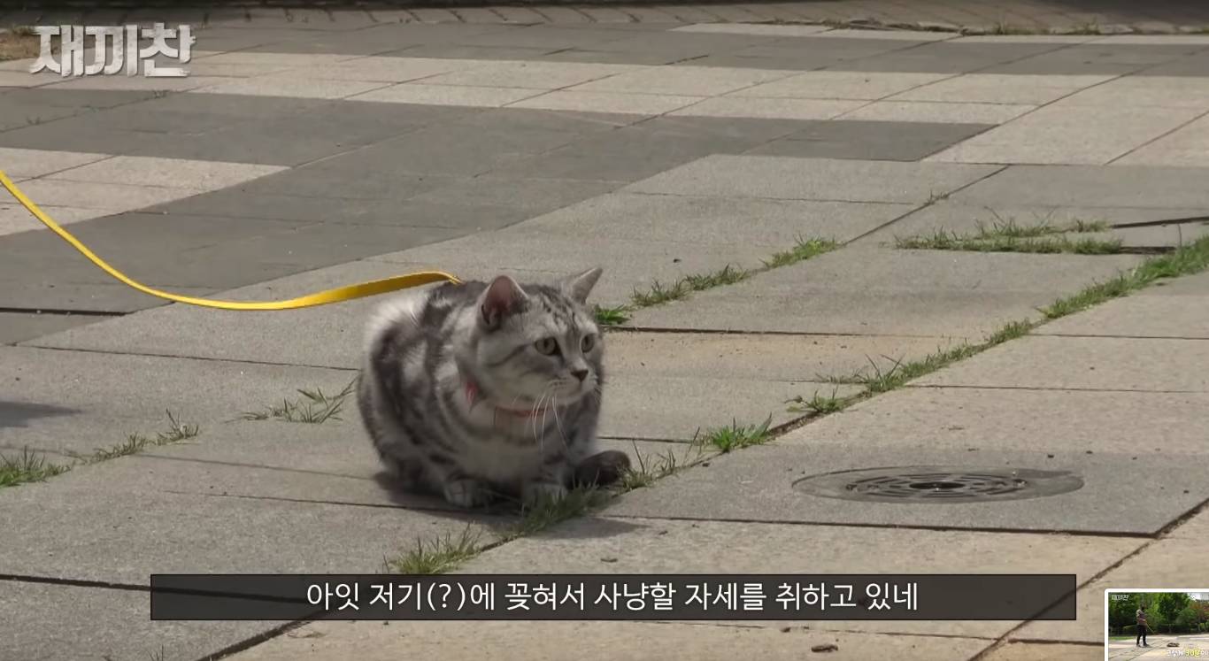 고양이 산책 시키는 강아지 훈련사 이찬종 선생님 | 인스티즈