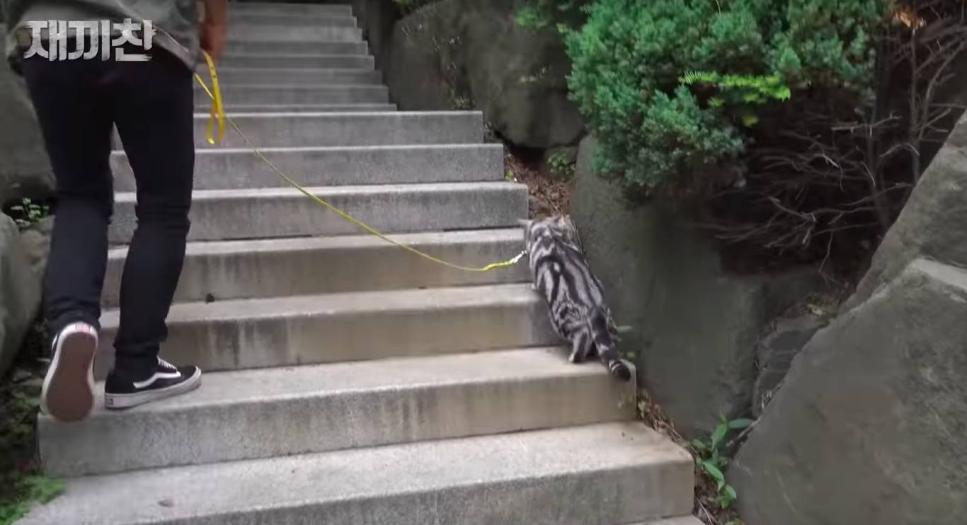 고양이 산책 시키는 강아지 훈련사 이찬종 선생님 | 인스티즈