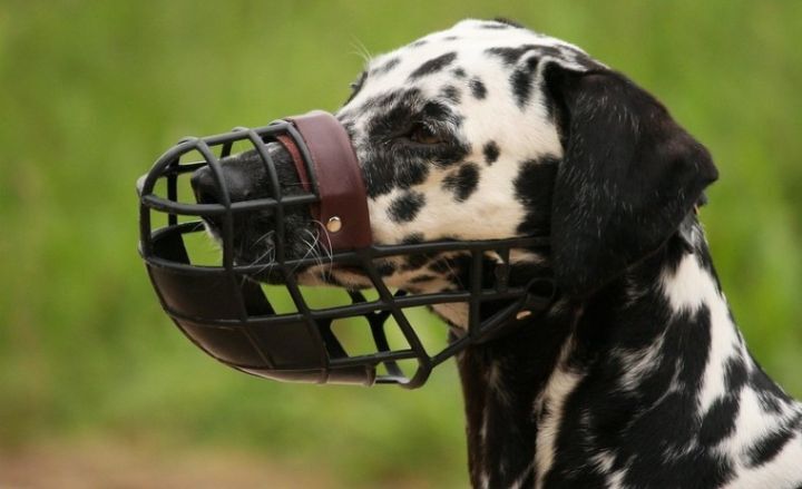무더운 여름 반려견을 키운다면 조심해야할 입마개 착용 | 인스티즈