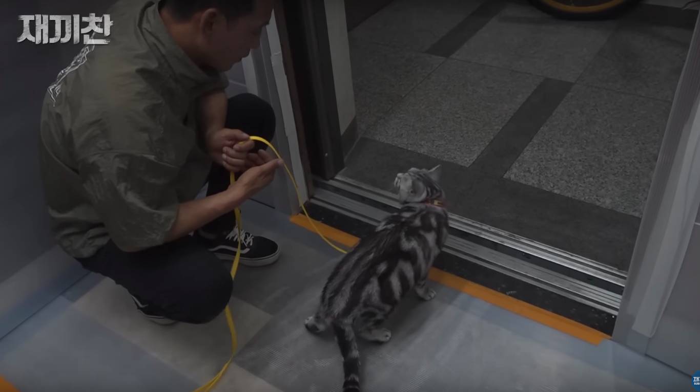 고양이 산책 시키는 강아지 훈련사 이찬종 선생님 | 인스티즈