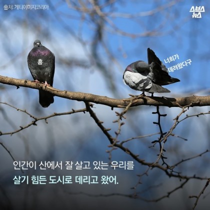 안녕. 나는 비둘기야 | 인스티즈