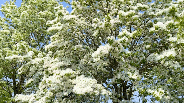 다음주가 절정인 사람들이 잘 모르는 진천 숨은 명소 이팝나무 길 | 인스티즈